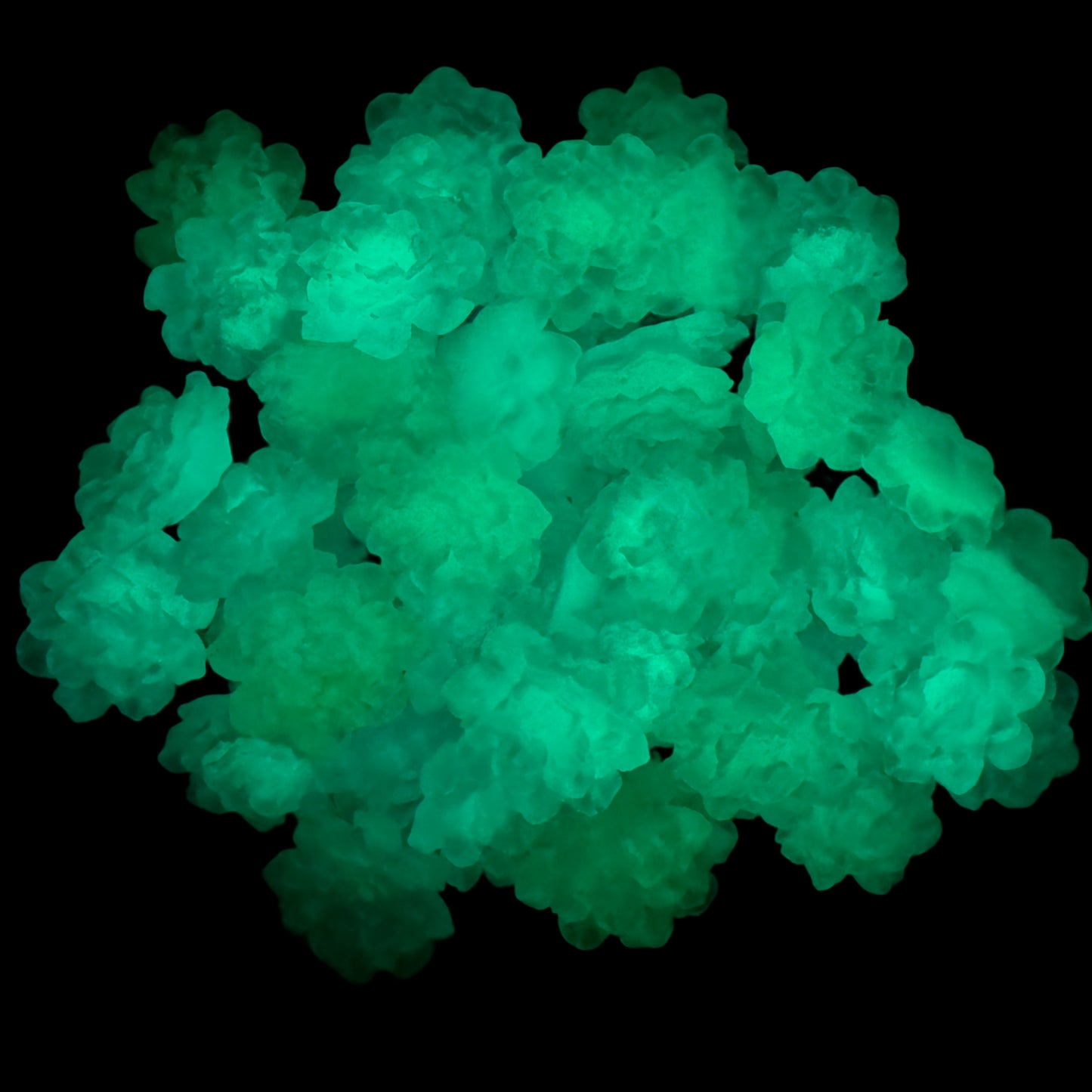 28mm Luminous Resin Flat Lous Flower Flatback Cabochon. Perfect for Your DIY Projects for Phone Cases, Water Bottles, Hair Accessory & More!